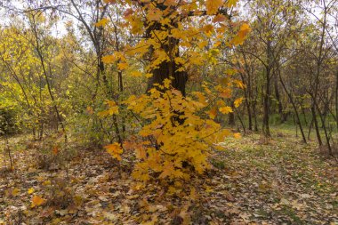 Sarı parlak yapraklı akçaağaç dalları. Sonbaharın başlarında yumuşak güneş ışığıyla yemyeşil altın yapraklar. Turuncu doğa geçmişi. Güneşli bir günde sıcak hava.