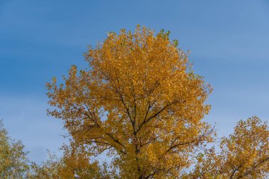 Sonbaharda sarı yapraklı kavak ağaçlarının tepeleri. Mavi gökyüzünün arka planında yaprakları sonbahar renklerinde olan salicaceae familyasının dalları. Sonbaharda parlak arka planda altın sezonu.