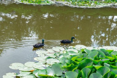 Nilüferlerin arasında gölde yüzen cayuga ördeğinin siyah su kuşu. Amerika 'daki yerli ördek ırkı. Doğal durumda iki su kuşu. Kuş cayuga izliyor..