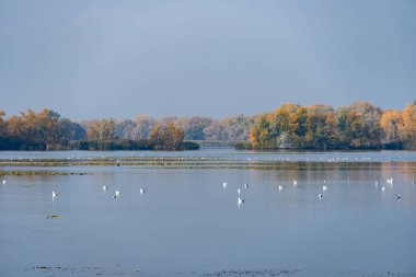 Nehirde habitatta yüzen zarif kuğular ve martılar. Sonbaharda göl kuşunda su kuşunu izlemek. Sakin su, huzurlu gökyüzünü yansıtır ve doğada barışçıl bir vahşi yaşam manzarası yaratır..