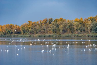 Nehirde habitatta yüzen zarif kuğular ve martılar. Sonbaharda göl kuşunda su kuşunu izlemek. Sakin su, huzurlu gökyüzünü yansıtır ve doğada barışçıl bir vahşi yaşam manzarası yaratır..