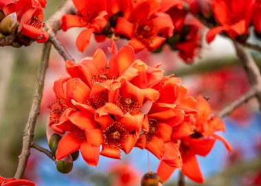Close-up of bombax ceiba blossoms in nature clipart