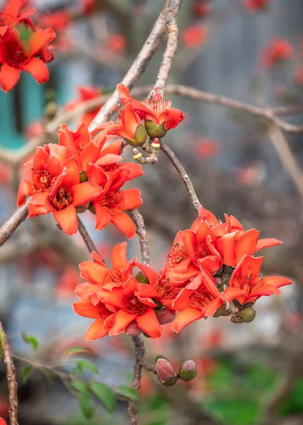 Nahaufnahme Von Bombax Ceiba Blüten Der Natur — Stockfoto