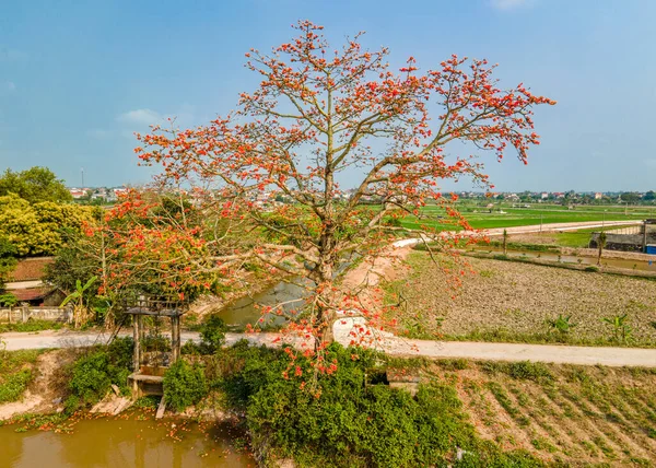 Landskap Med Bombax Ceiba Blommande Blommor Vietnam — Stockfoto