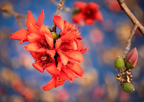 Nahaufnahme Von Bombax Ceiba Blüten Der Natur — Stockfoto
