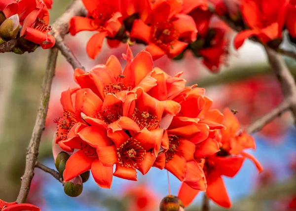 Nahaufnahme Von Bombax Ceiba Blüten Der Natur Stockbild