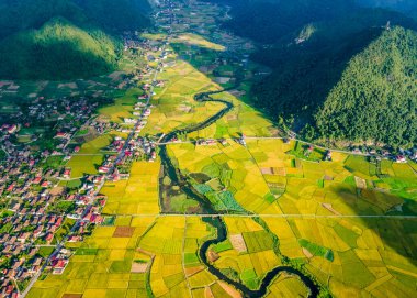 Bac Son Vadisi, Vietnam 'da pirinç tarlaları