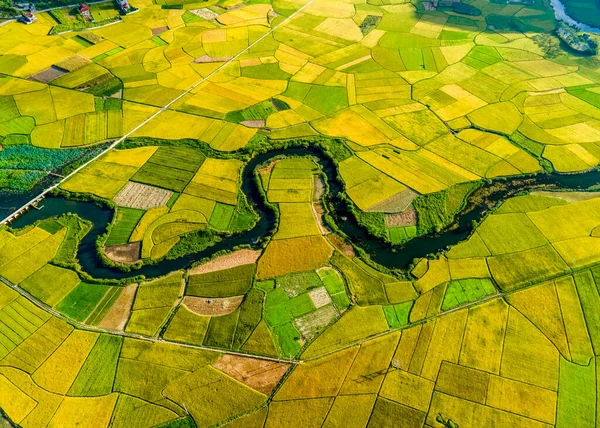Dojrzewające Pola Ryżowe Dolinie Bac Son Wietnam — Zdjęcie stockowe