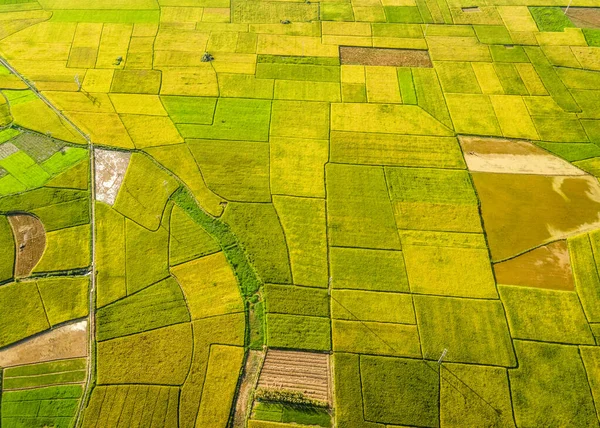 Dojrzewające Pola Ryżowe Dolinie Bac Son Wietnam — Zdjęcie stockowe