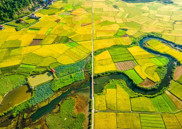 Mûrir Rizières Dans Vallée Bac Son Vietnam — Photo