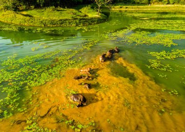 Van Long Doğal Rezervi, Ninh Binh, Vietnam 'da yüzen bir bufalo sürüsü..