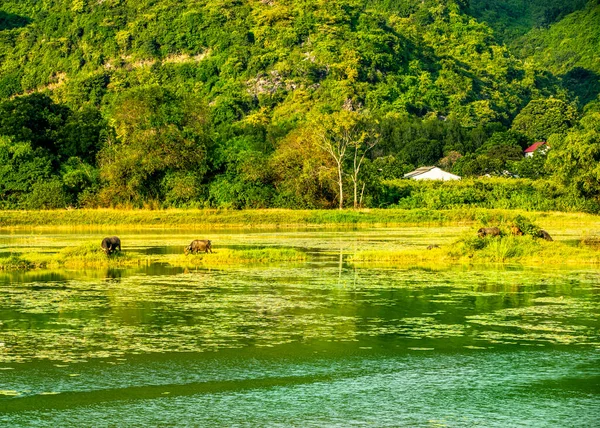 Uma Manada Búfalos Prado Reserva Natural Van Long Ninh Binh — Fotografia de Stock