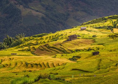 Y Ty, Vietnam 'da Ripen pirinç terasları