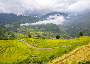 Y Ty, Vietnam 'da Ripen pirinç terasları