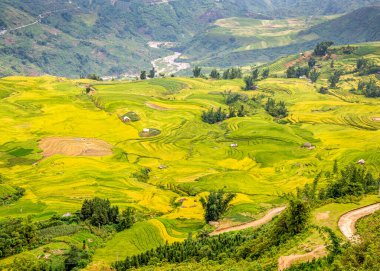 Kuzey Vietnam 'da hasat zamanı tarlalar..