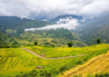 Kuzey Vietnam 'da hasat zamanı tarlalar..