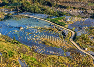 Su mevsiminde Kuzey Vietnam 'da pirinç tarlaları.