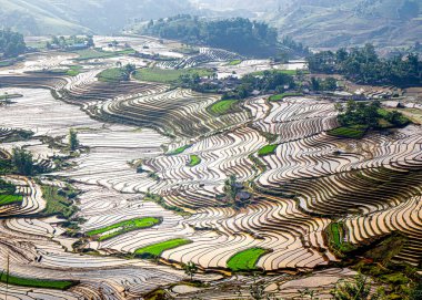 Su mevsiminde Kuzey Vietnam 'da pirinç tarlaları.