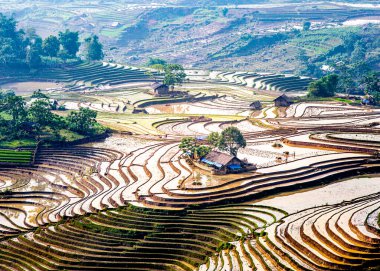 Su mevsiminde Kuzey Vietnam 'da pirinç tarlaları.