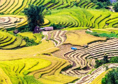 Kuzey Vietnam 'da olgunlaşmış pirinç teraslarının güzelliği.