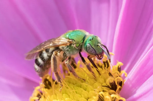 Macrophotography Green Wild Bee Pink Yellow Cosmos Flower 免版税图库照片