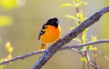 Baltimore Oriole songbird standing on tree branch in morning light