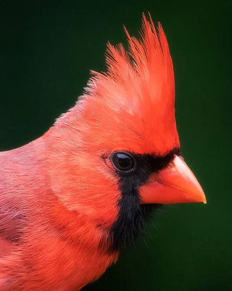 Red Northern Cardinal Bird Extreme Closeup Portrait — Stock Photo, Image