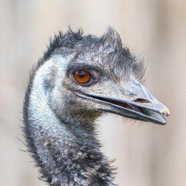 Emu 'nun aşırı yakın plan portresi 
