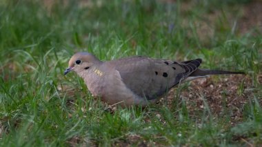 Closeup of Mourning Dove looking for food on grassy ground clipart