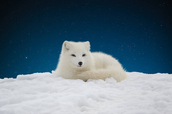 Closeup of arctic fox lying on snow hill against starry dark blue sky