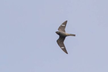 Ayrı bir yer olan Nighthawk mavi gökyüzünde uçuyor