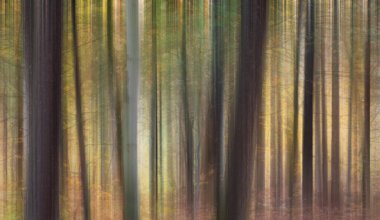 Dikey olarak bulanık ağaç gövdesi sonbahar orman arka planını bulanıklaştırır