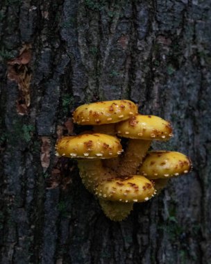 Ağaç gövdesinde büyüyen beş tane keskin pullu foliota mantarı grubu.
