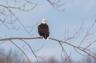 Güzel Kel Kartal ağaç dalında