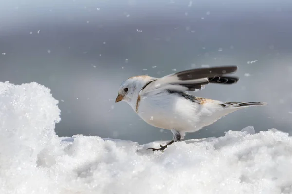 Snow Bunting on snow bank with snowflakes in windy weather