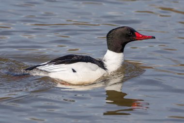 Gölde yüzen Merganser ördeğine yakın çekim