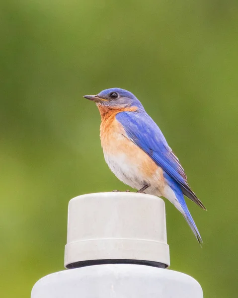 Side view of male Eastern Bluebird perched on a street lamp post