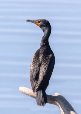 Çift tepeli karabatak mavi suyun üzerinde ölü ağaç kütüğünün üzerinde duruyor.
