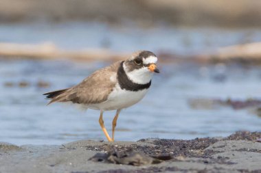 Su kenarında yiyecek aramak için kum düzlüklerinde yürüyen şirin küçük yarı palmiyeli Plover.