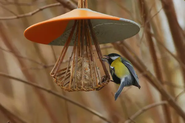 Great tit feeding on a fat ball that is sitting in a wicker cage with colorful ceramic roof