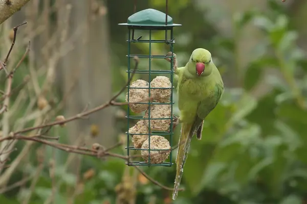Ring.necked parakeet feeding on a fat ball for tits and looking menacingly at the camera