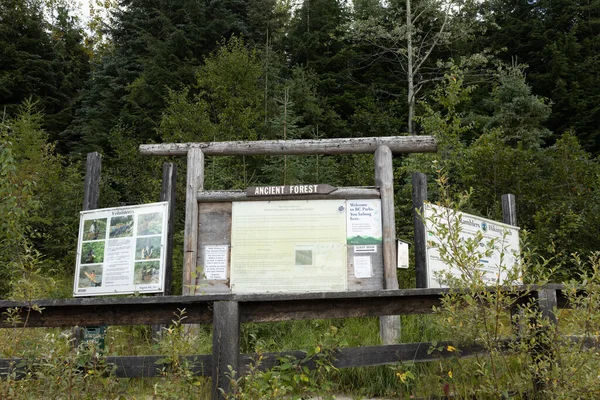 Ancient Forest Chun Whudujut Provincial Park Kanada British Columbia Otoyol — Stok fotoğraf