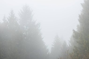 View of pine forest on foggy day at the Cypress Hill near Vancouver, Canada