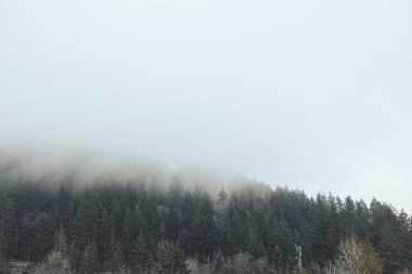 View of pine forest on foggy day at the Cypress Hill near Vancouver, Canada