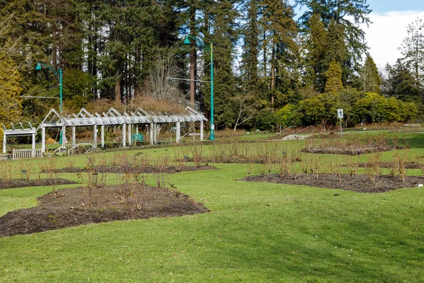 Esta Foto Muestra Rose Perennial Garden Ubicado Vancouver Stanley Park — Foto de Stock