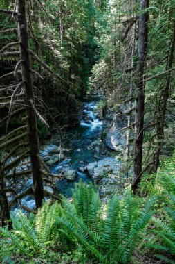 Lynn Creek 'in Lynn Canyon Parkı' ndaki güzel manzarası
