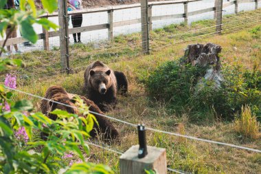 Vancouver, Kanada - 5 Ağustos 2023: Grizzly Bears Grouse Mountain tepesinde Grinder ve Coola