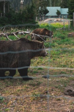 Grizzly Bears Grinder ve Coola Grizzly Habitat 'ta Grouse Dağı' nın tepesinde