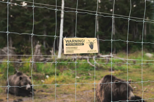 View of a warning sign about an electric fence within the Grizzly Bear Habitat at the top of Grouse Mountain in Vancouver with bears behind it