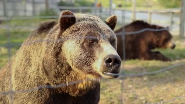 Grizzly Αρκούδες Grinder Και Coola Στο Grizzly Habitat Στην Κορυφή — Αρχείο Βίντεο